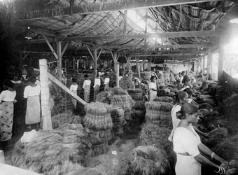 Produzione di cocco, India, XX secolo