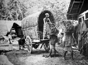 Produzione di cocco, India, XX secolo