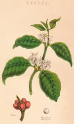 Caffè, XIX secolo