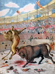 Combattimento tra un leone e un toro, Spagna, 1894