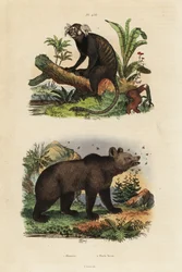 Uistitì comune e orso bruno con api