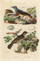 Codirosso comune con nido e uova, Monticola saxatilis, e tordo canoro con nido e uova, Turdus philomelos