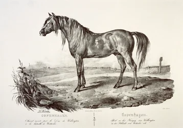 Copenhagen, il cavallo del Duca di Wellington, XIX secolo