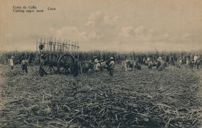 Corte de Cana - Taglio della canna da zucchero - Cuba, c1910