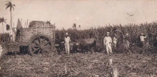 Corte de Canna. - Raccolta della canna da zucchero. Cuba, c1900
