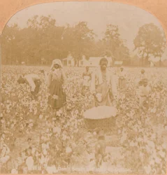 Raccolta del cotone, c1900
