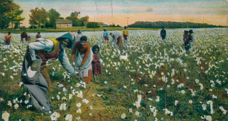 Raccolta del cotone, Augusta, Georgia, c1900