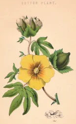 Pianta di cotone