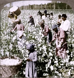 Il cotone è re - scena di piantagione con raccoglitori al lavoro. Georgia, c1900