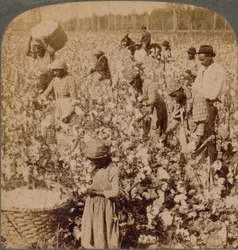 Il cotone è re - scena di piantagione con raccoglitori al lavoro. Georgia, c1900