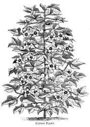 Pianta di cotone