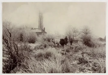 Mucche in un campo gelato, circa 1890