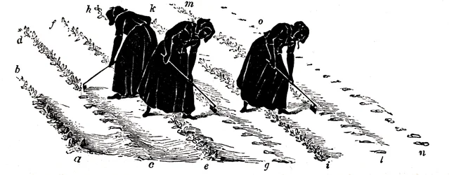 Rotazione delle colture: donne che diradano le rape, 1855