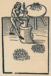 Schiacciamento di erbe in un mortaio, 1947