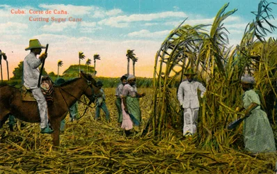 Cuba: Corte de Cana. Taglio della canna da zucchero, c1910