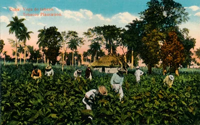 Cuba: Vega de tabaco. Piantagione di tabacco, c1900