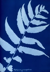 Cianotipo di Diplazium grandifolium