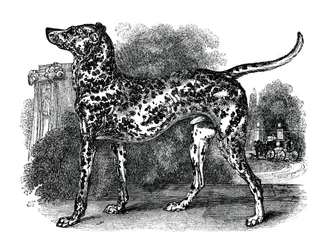 Cane dalmata