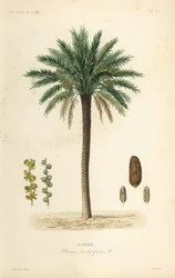 Palma da dattero, Phoenix dactylifera, Dattier
