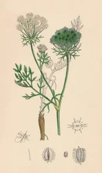 Daucus Carota. Carota selvatica, XIX secolo