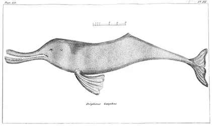 Delphinus Gangeticus Delfino del Fiume Gange, 1799
