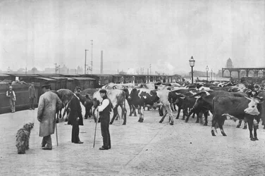 Scarico del bestiame, deposito LNWR, York Road, Londra, c1903