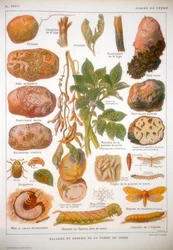 Malattie della patata, c1920