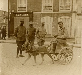 Carretto per cani, Francia, c1914-c1918