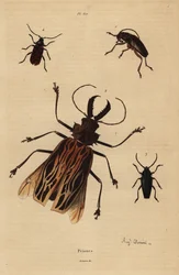 Dorysthenes paradoxus, Macrodontia cervicornis, vulnerabile, Elateropsis lineatus e Prionus versicolor