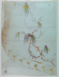 Disegno