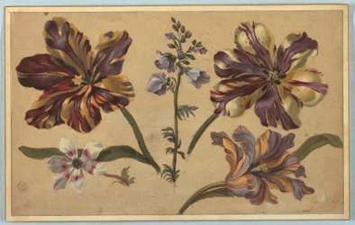 Disegno