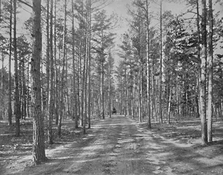 Passeggiata nel Piney Woods Park, Lakewood, New Jersey, c1897