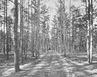 Passeggiata nel Piney Woods Park, Lakewood, New Jersey, USA, c. 1900