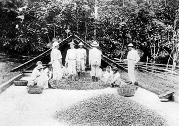 Essiccazione del cacao, Trinidad