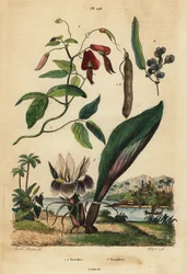 Pisello corallino scuro, Kennedia rubicunda, falsa salsapariglia, Hardenbergia violacea, e blackhorm