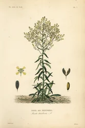 Guado dei tintori, Isatis tinctoria