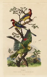Rosella orientale, Platycercus exams, e amazzone dalla corona gialla, Amazona ochrocephala