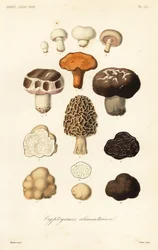 Funghi commestibili