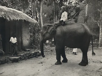 Elefante su una strada vicino a Kandy