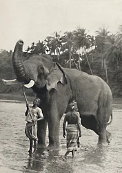 Elefante nella Mahavaliganga, 1926