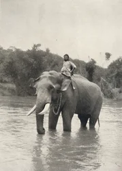 Elefante con cornac a Mahavaliganga, 1926