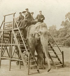 Giro in elefante