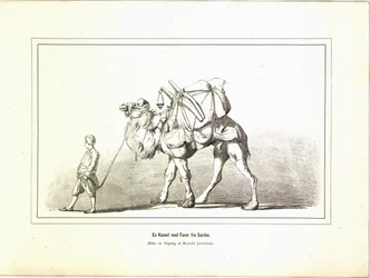 Un cammello con conducente da Sardi. Illustrazione tratta dal libro Brogede rejsebilleder di Elisabeth Jerichau-Baumann e pubblicato da Forlagsbureauet (Copenaghen, 1881)