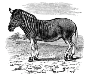 Incisione di un Quagga, 1893