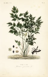 Actaea spicata, Actee a epi