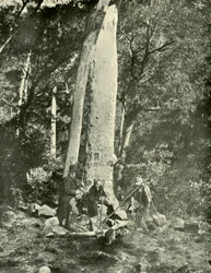 Cascate di Eurobin, Montagne di Buffalo, 1901