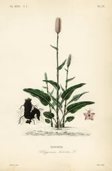 Bistorta europea, Persicaria bistorta
