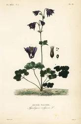 Aquilegia comune