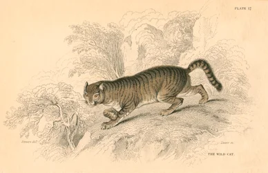 Gatto selvatico europeo Felis silvestris, 1828