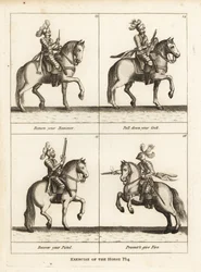 Esercizio del cavallo
